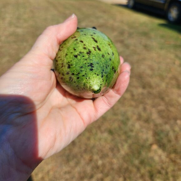 Hand-Blown Glass Acorn-Shaped Ornament Paperweight Green & Brown Speckled Finish - Picture 7 of 8